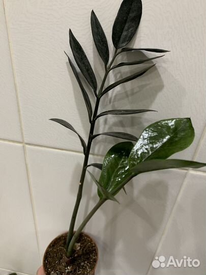 Редкие растения