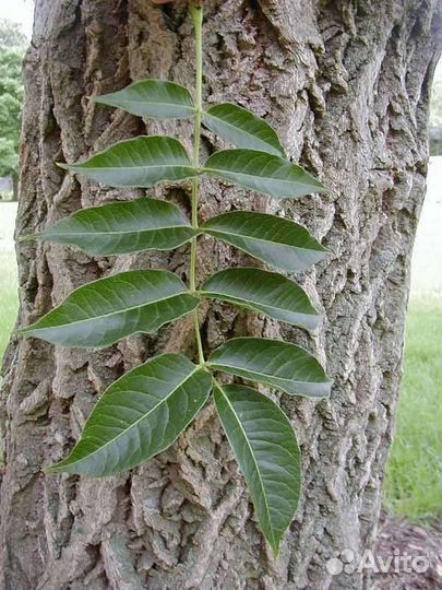 Бархат Амурский