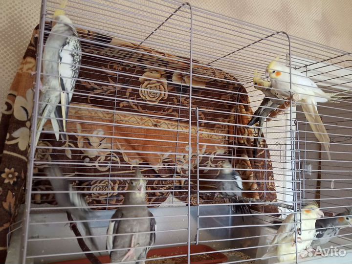 Попугаи корелла