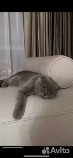 Шотландец для вязки