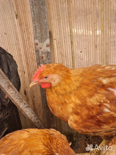 Молодые петушки