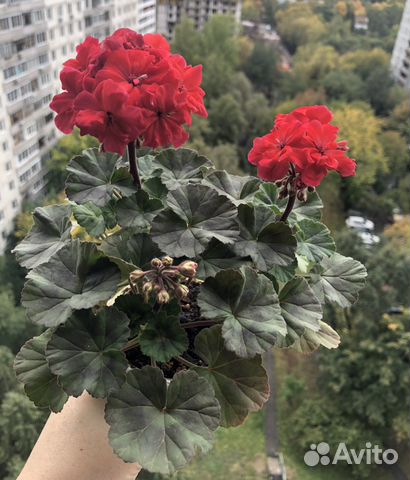 Пеларгония (герань) сортовая купить в Москве | Товары для дома и дачи ...