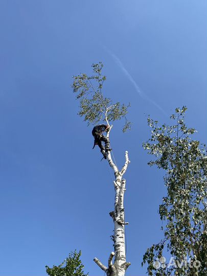 Спил деревьев