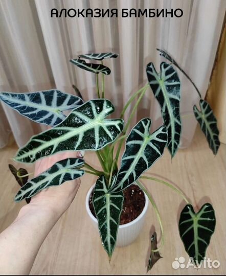 Алоказия Бамбино