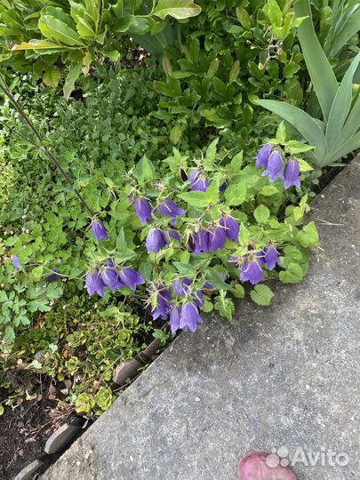 Традесканция Шарлотта,Колокольчик садовый, Монарда