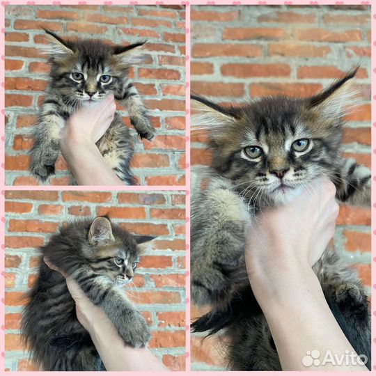 Котята мейн-кун