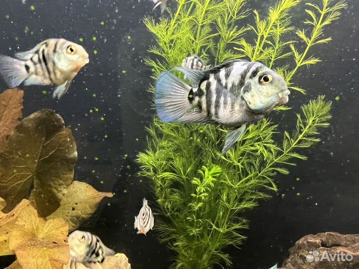 Рыбка сапфировый попугай