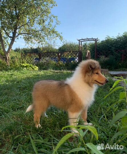 Щенки колли