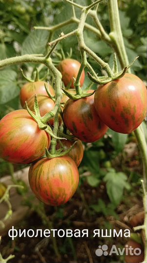 Семена томатов коллекционные