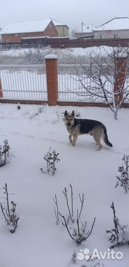 Кобель вео вязка
