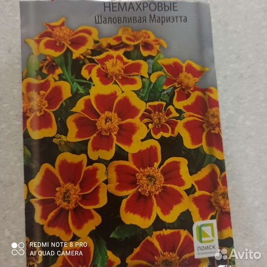 Рассада бархатцы