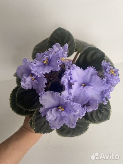 Сортовые фиалки