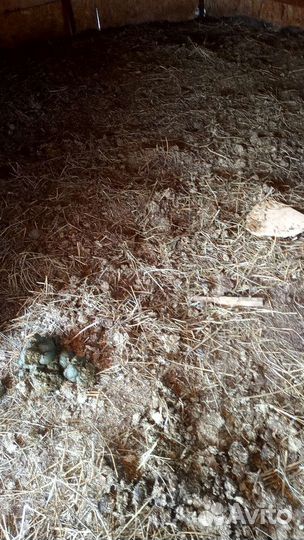 Навоз конский, удобрение