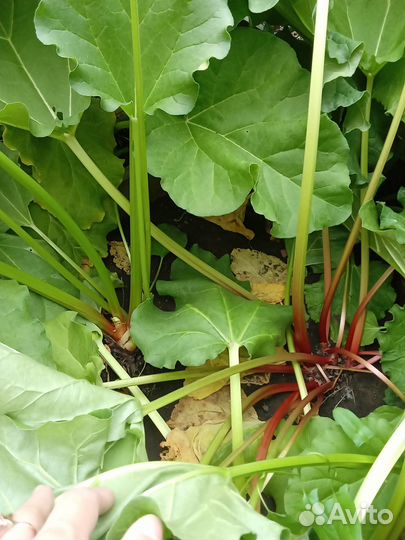 Ревень стебли