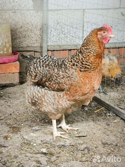 Куры петухи