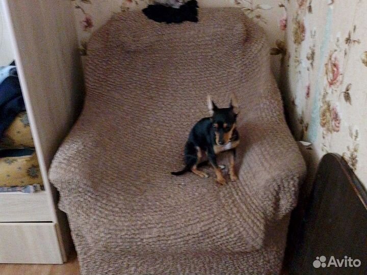 Отдам бесплатно собаку тюмень