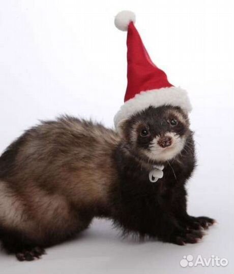 Одежда для хорьков