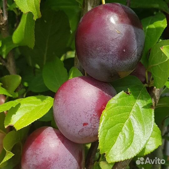 Слива колонновидная Империал