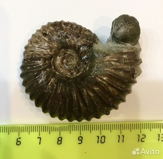 Аммонит Acanthochoplites, Кавказ