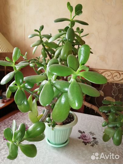 Комнатные растения