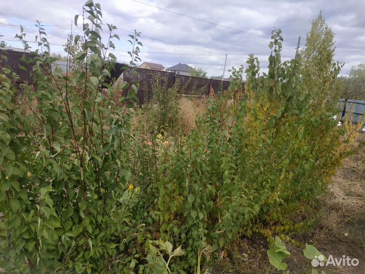 Саженцы абрикоса, катальпы, хвойных и др