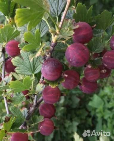 Саженцы земляники, малины, Ежевики, Крыжовник