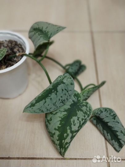 Сциндапсус