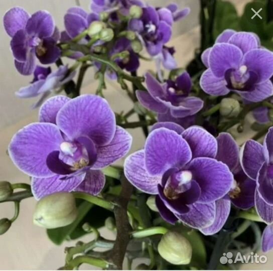 Орхидея Violet Queen (Мультифлора)