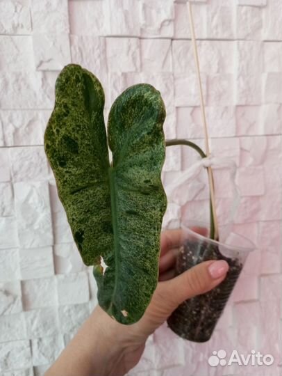 Филодендрон Биллитау мраморный, Бурле Макс