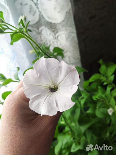 Петуния кустовая