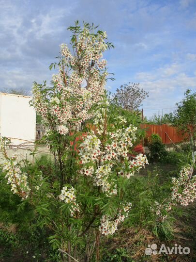 Чекалкин орех -семена