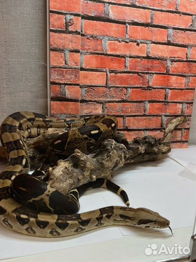 Террариум с Императорским удавом