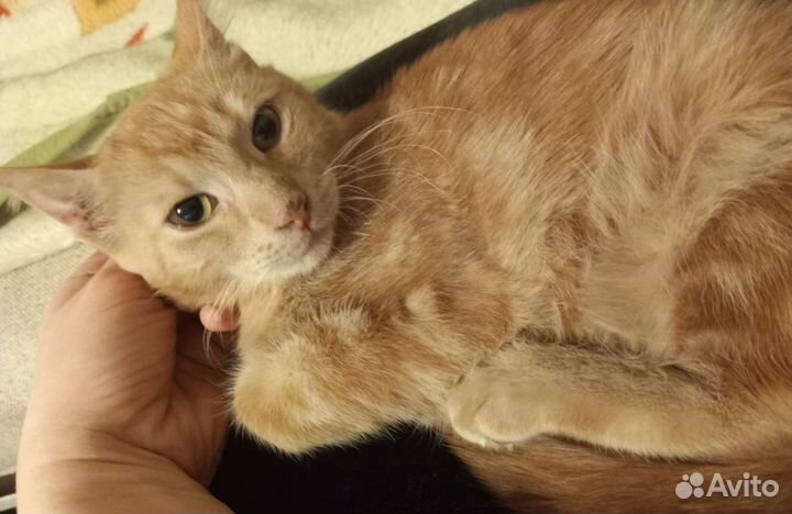Рыжий котёнок 4 месяца
