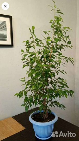 Фикус Наташа