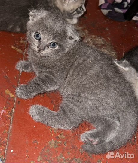 Продам котят