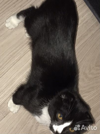 Котята шотландцы вислоухие