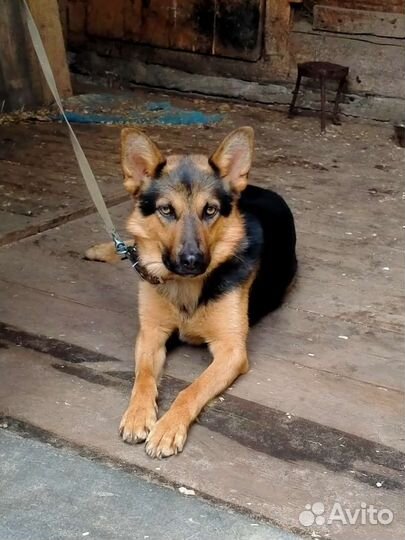 Кобель вязка немецкая овчарка