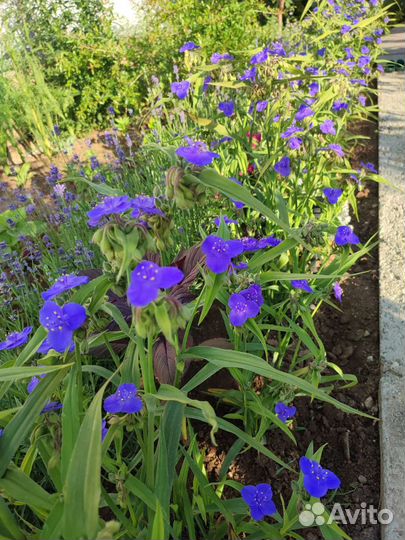 Традесканция виргинская