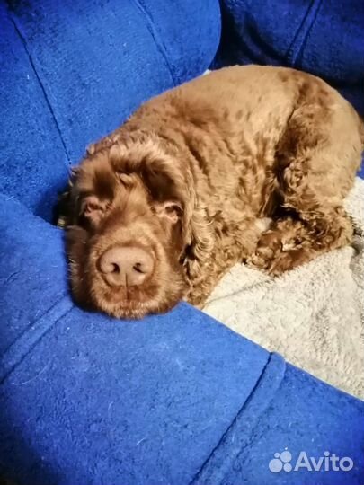 Американский кокер спаниель вязка