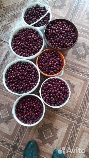 Вишня свежая