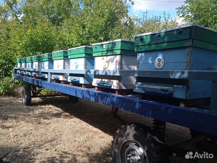 Пчелы и улья