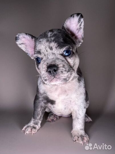 Щенки французского бульдога