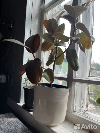 Фикус в новом, большом горшке