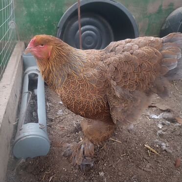 Цыплята брамы куропатчатой