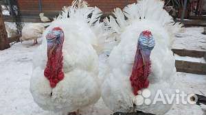 Индюшата разных пород 15-16 апреля