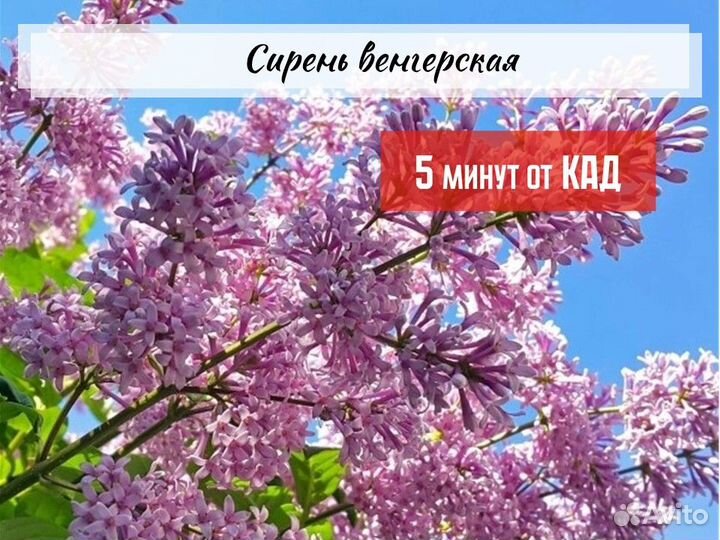 Декоративные кустарники зкс