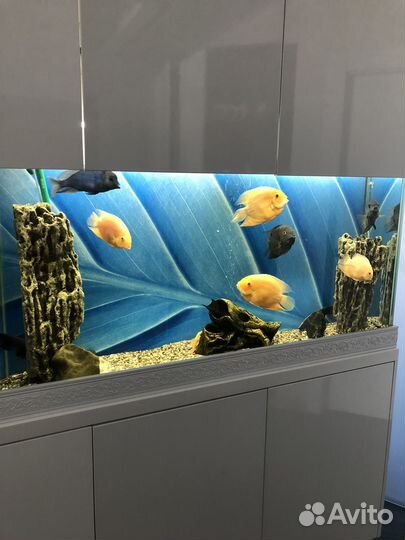 Аквариум с рыбками