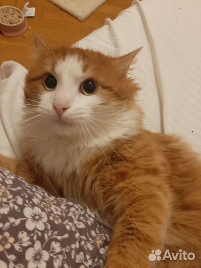 Сверхласковый рыжий пушистый кот 1 год