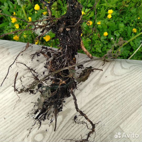 Жимолость татарская. Саженцы для изгороди