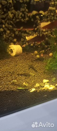 Сомики анцитрусы